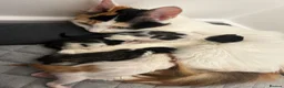 Mixed Breed cats for sale: Calico/bengal kittens - Advert 1