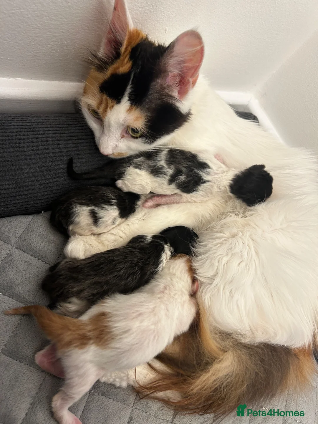 Mixed Breed cats for sale: Calico/bengal kittens - Advert 1
