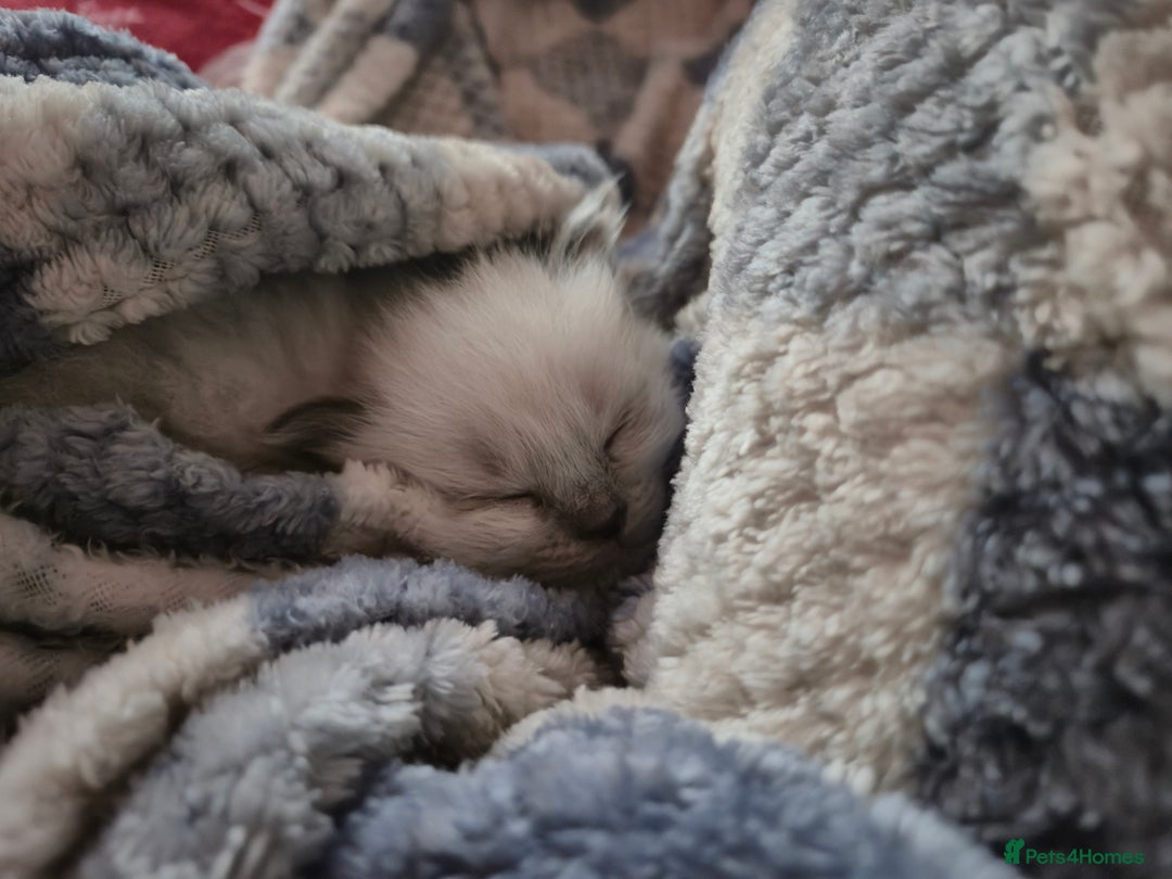 Ragdoll cats for sale: Beautiful ragdoll girl - Advert 3