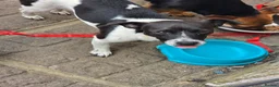 Jack Russell dogs for sale: Meet Bandit 🖤🤍 in Wisbech - Advert 5