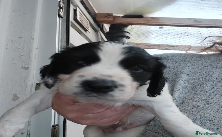 Mixed Breed dogs - Advert 1