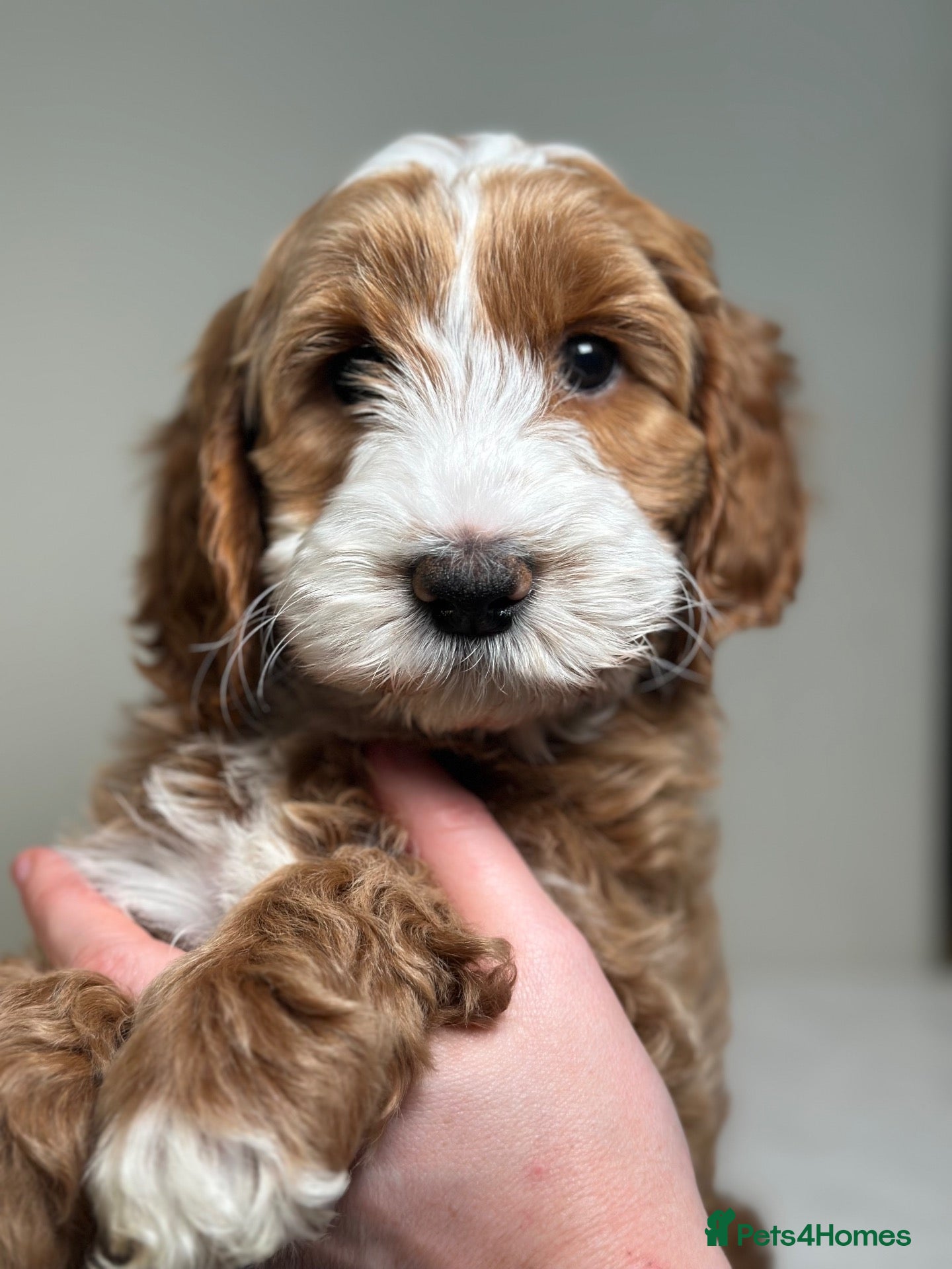 Goldendoodle dogs Australian Labradoodles - GIRLS Red / White Tux - Advert 5