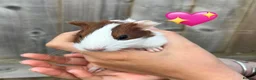 Guinea Pig rodents for sale: Baby Guinea Pigs for Sale  in Melton Mowbray - Advert 10