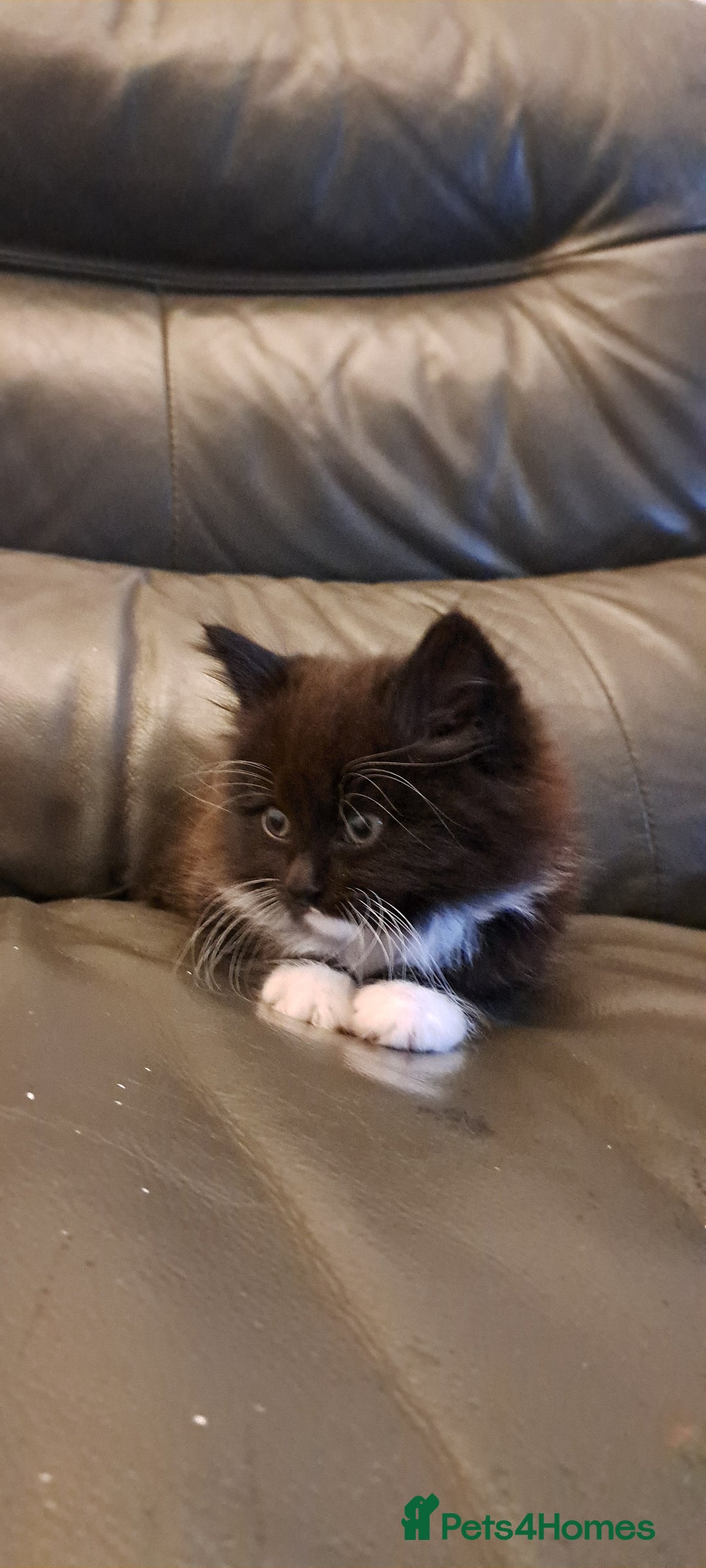 Mixed Breed cats for sale: Gorgeous Cross Kittens 🌟 - Advert 23