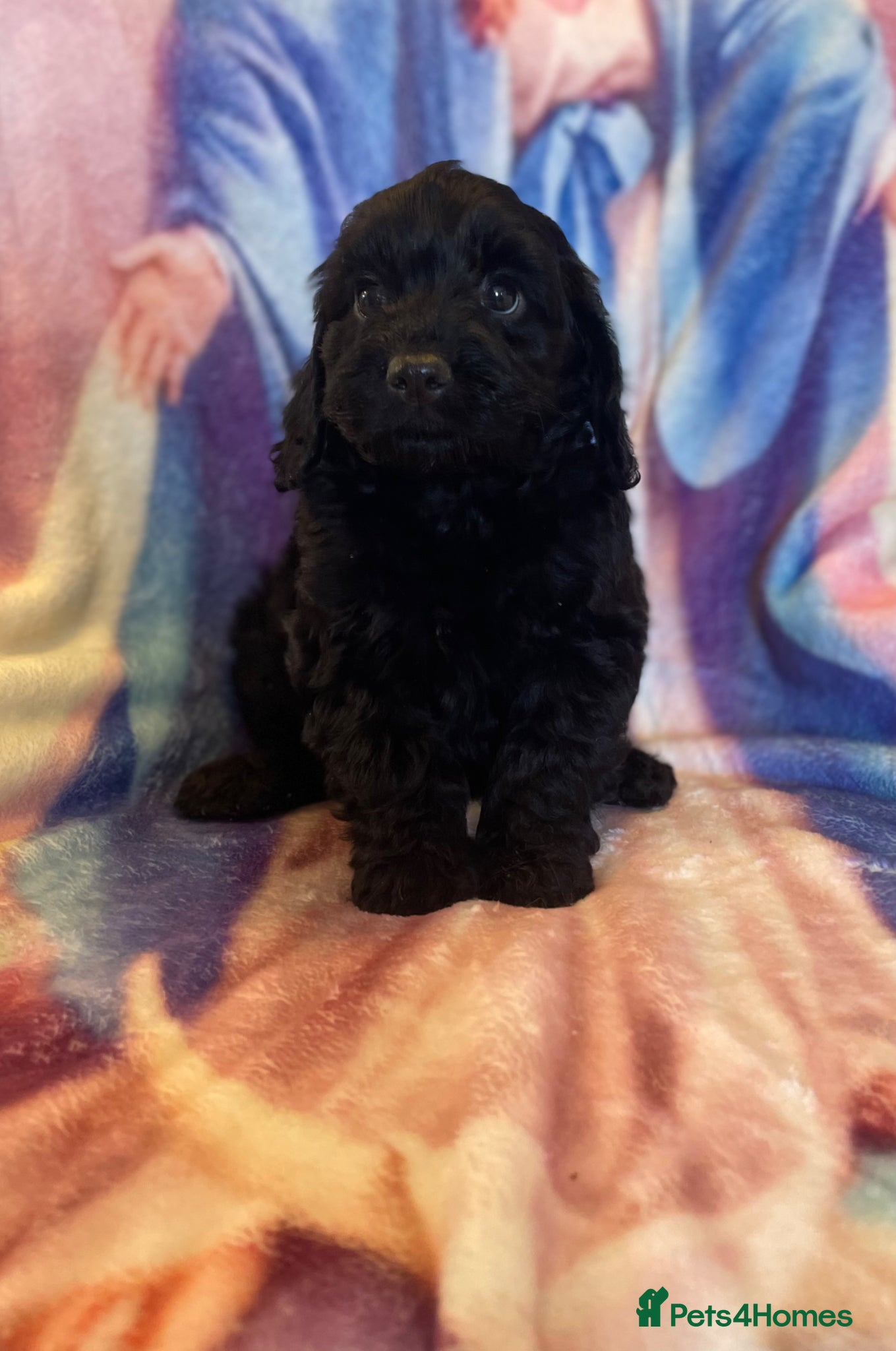 Cockapoo dogs Licenced breeder Beautiful F1 cockapoos  - Advert 2