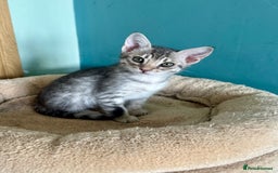 Ocicat cats for sale: Two delightful Blue Ocicat girls - Image 5