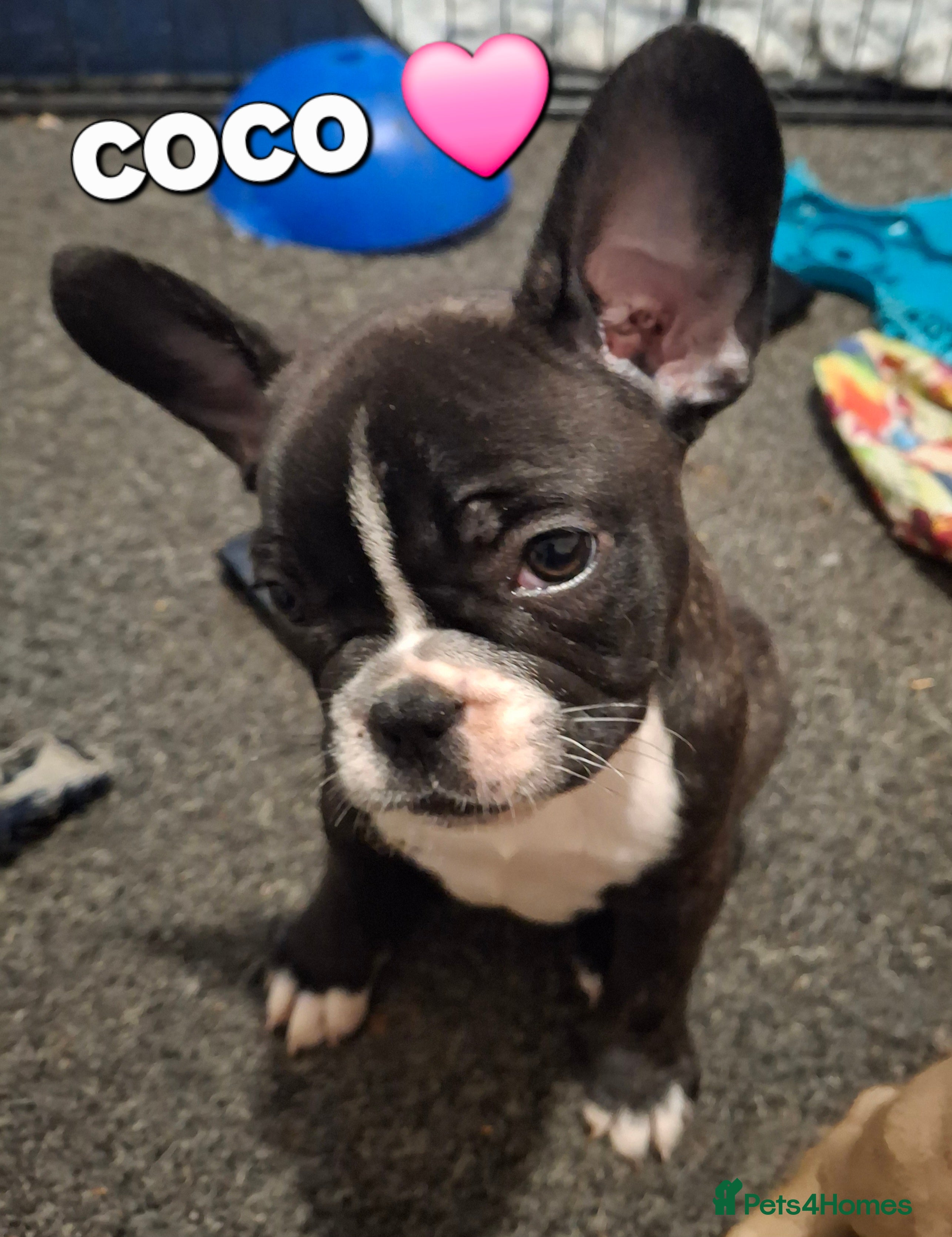 French Bulldog dogs STUNNING FRENCH BULL DOG PUPS READY NOW - Advert 3