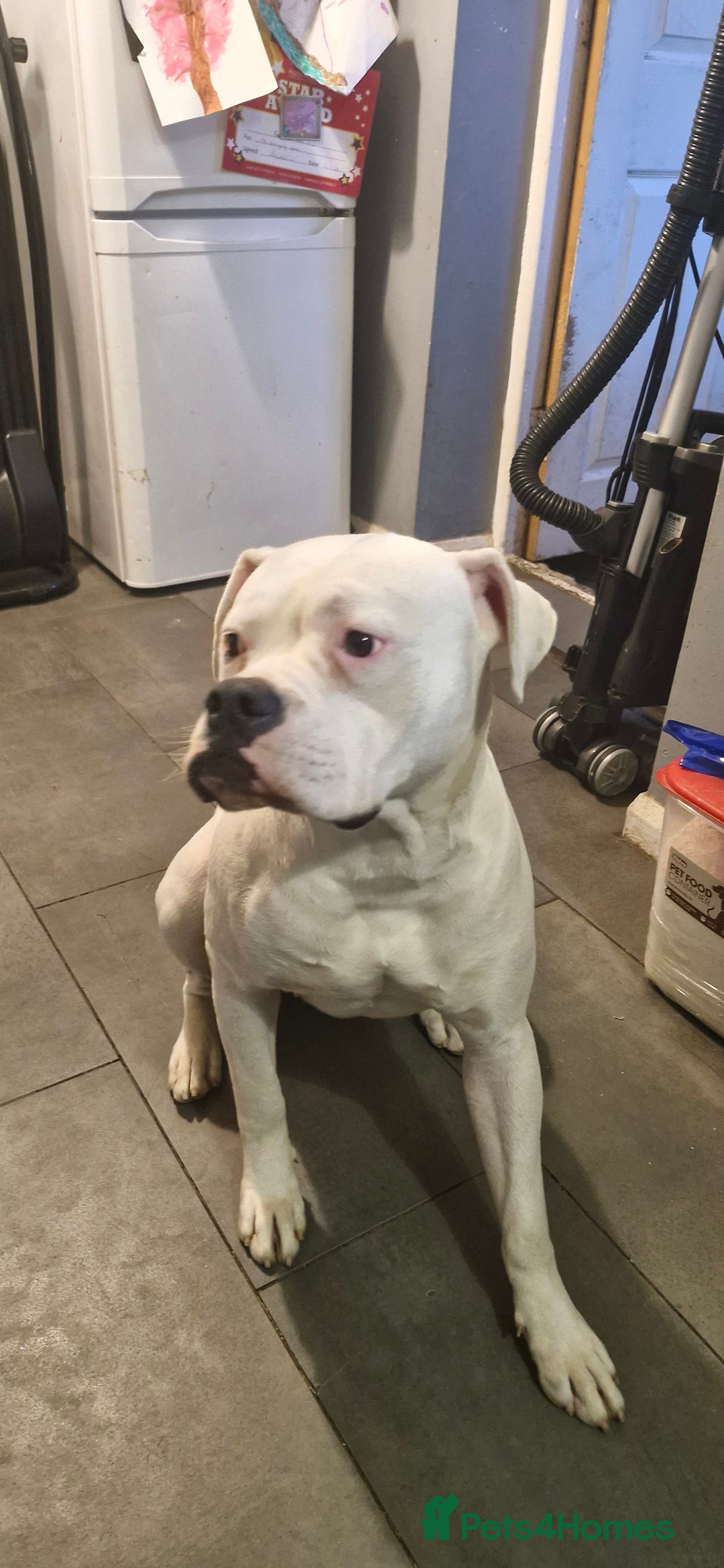 American Bulldog dogs for sale: American bulldog  - Image 2