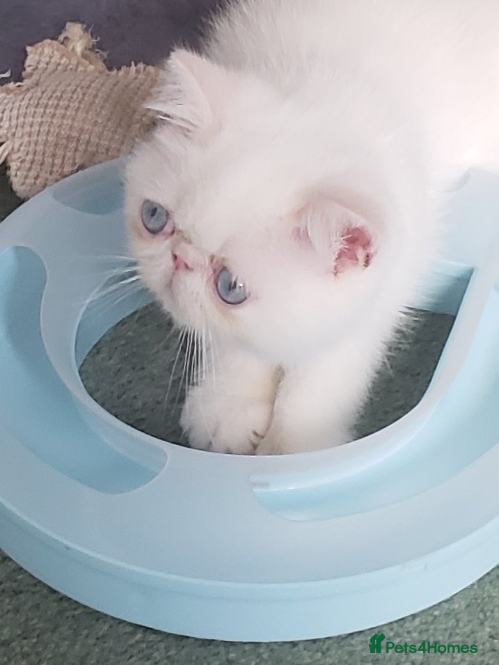 Exotic cats Colour Point Exotic Shorthair  Males - Advert 2