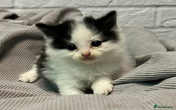 Mixed Breed cats for sale: READY TO GO 🫶 Three beautiful kittens left 🫶 - Image 10