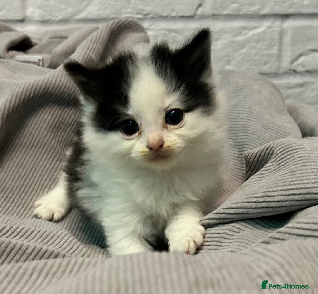 Mixed Breed cats for sale: READY TO GO 🫶 Three beautiful kittens left 🫶 - Image 10