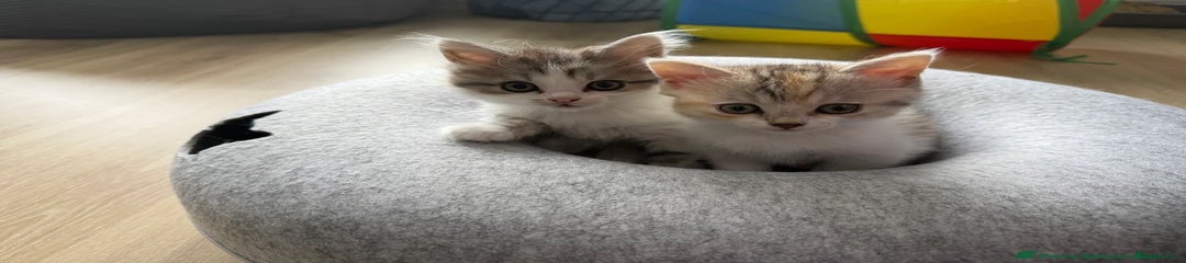 Bella