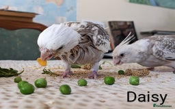 Cockatiels birds for sale: Hand-Reared male + female Cockatiels - Image 15
