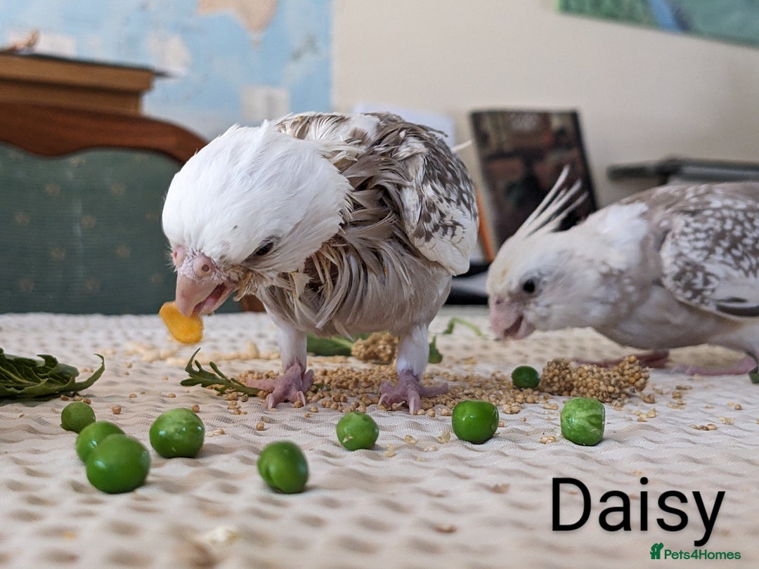 Cockatiels birds for sale: Hand-Reared male + female Cockatiels - Image 15