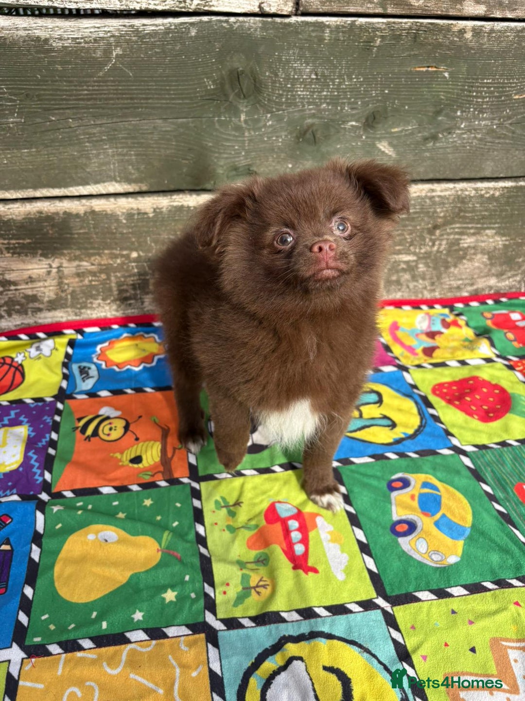 Pomeranian dogs for sale: Beautiful Pomeranian puppy’s 2 girls 1 boy.  - Image 22