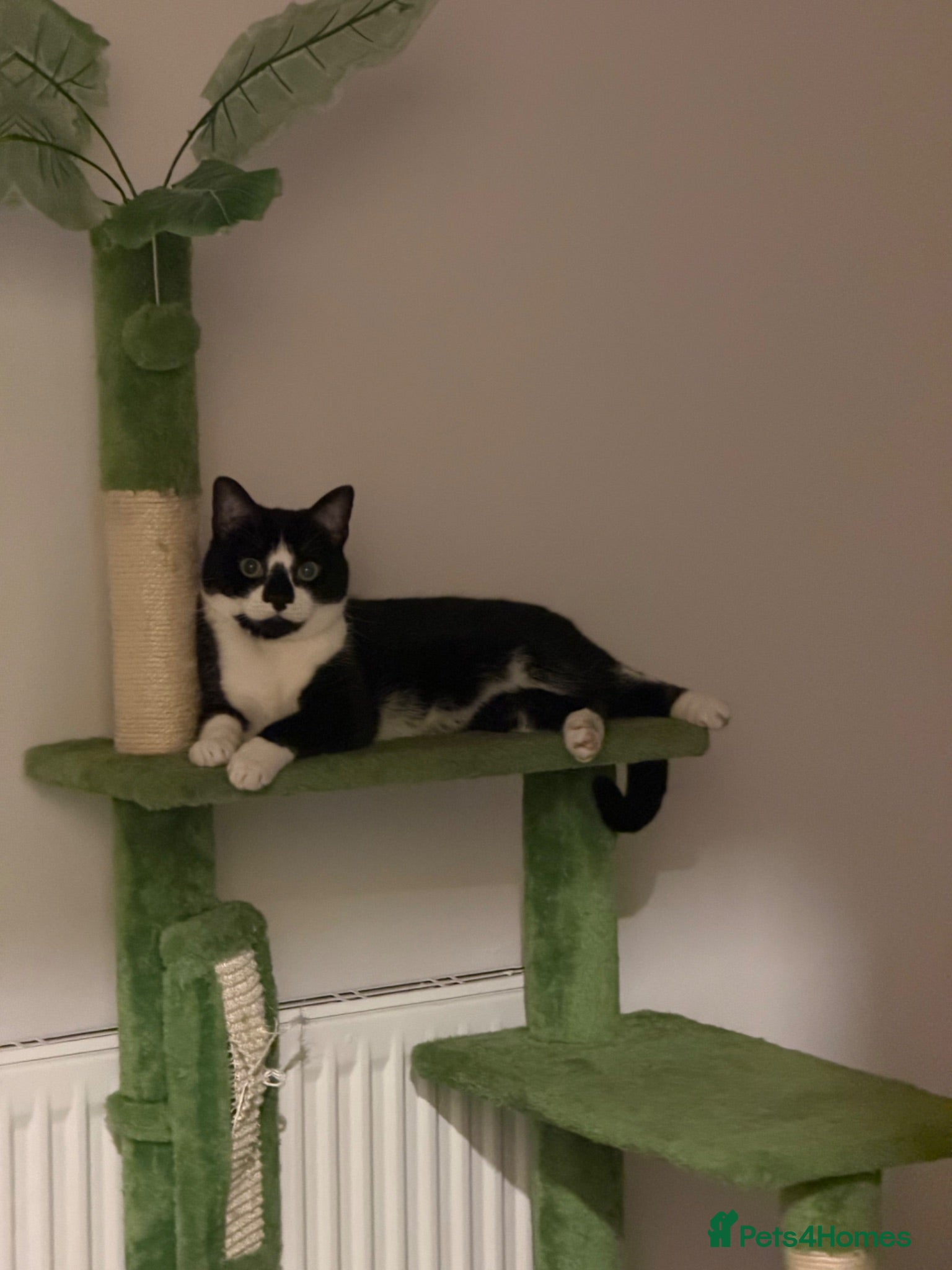 Domestic Shorthair cats Domestic shorthair tuxedo  - Advert 3