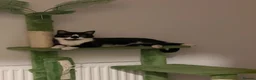 Domestic Shorthair cats for sale: Domestic shorthair tuxedo  - Advert 1