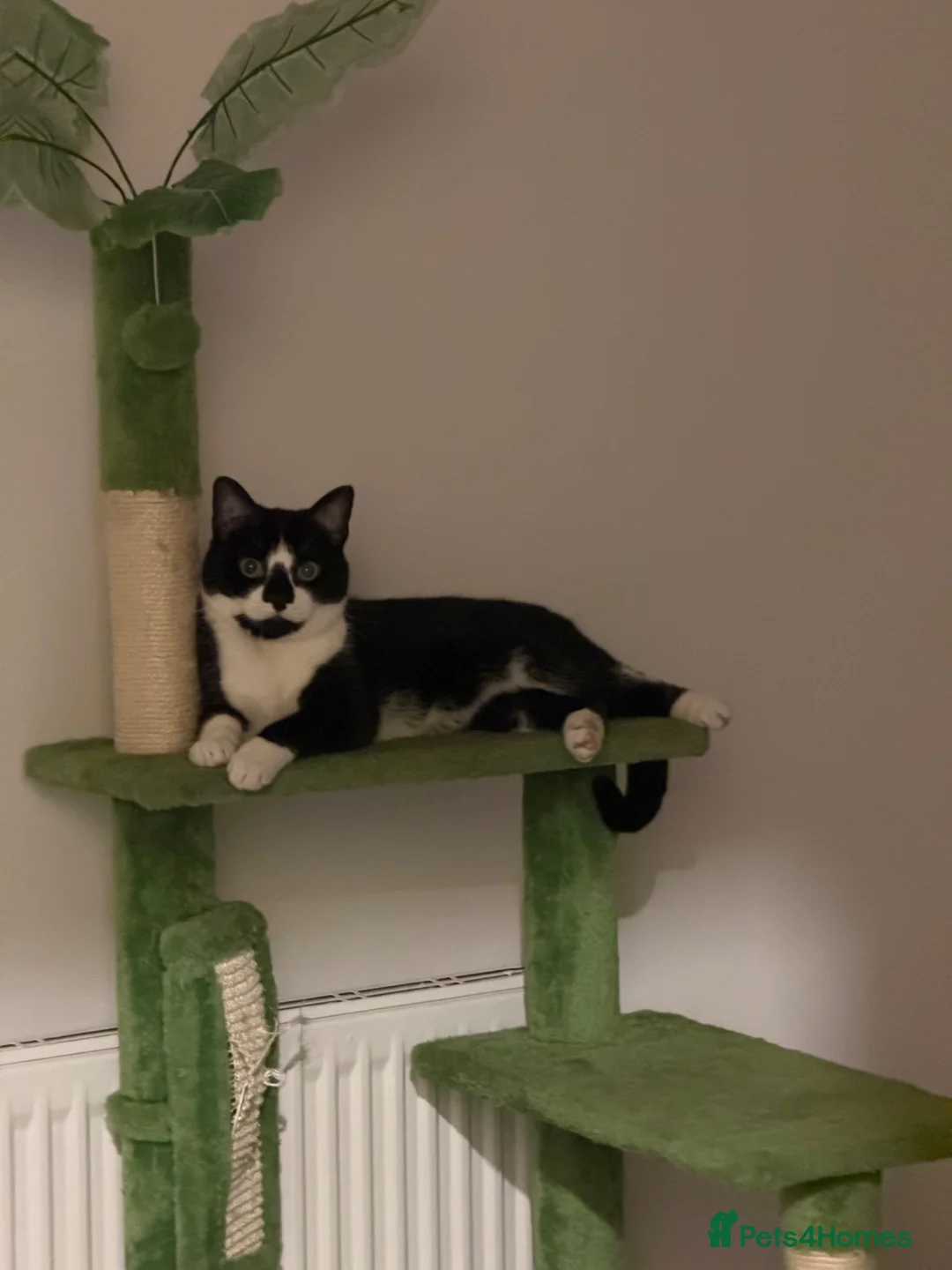 Domestic Shorthair cats for sale: Domestic shorthair tuxedo  - Advert 1