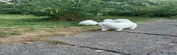 Samoyed dogs for sale:     Adorable Samoyed Puppies Looking for 5★ Homes - Advert 5