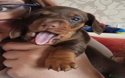 Miniature Dachshund dogs for sale: Chocolate and tan Mario needs a home - Image 2