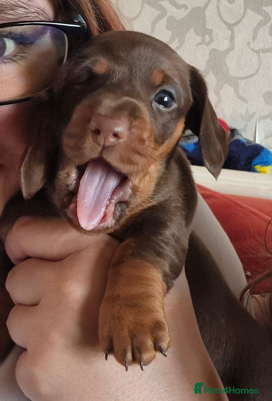 Miniature Dachshund dogs for sale: Chocolate and tan Mario needs a home - Image 2