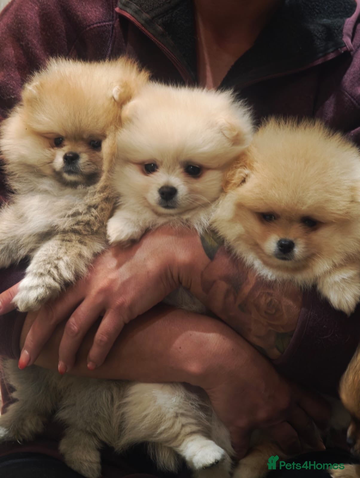 Pomeranian dogs Lovely Real Pomeranian Teddy Bear Puppies  - Advert 1