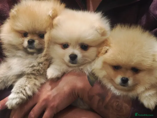 Pomeranian dogs for sale: Lovely Real Pomeranian Teddy Bear Puppies - Advert 1