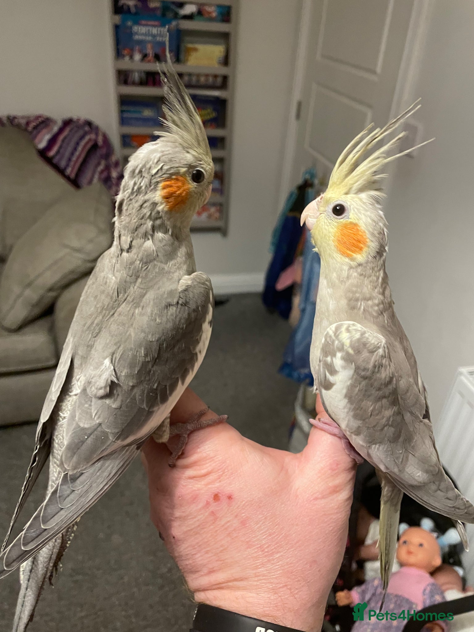 Cockatiels birds Cockatiels  - Advert 1