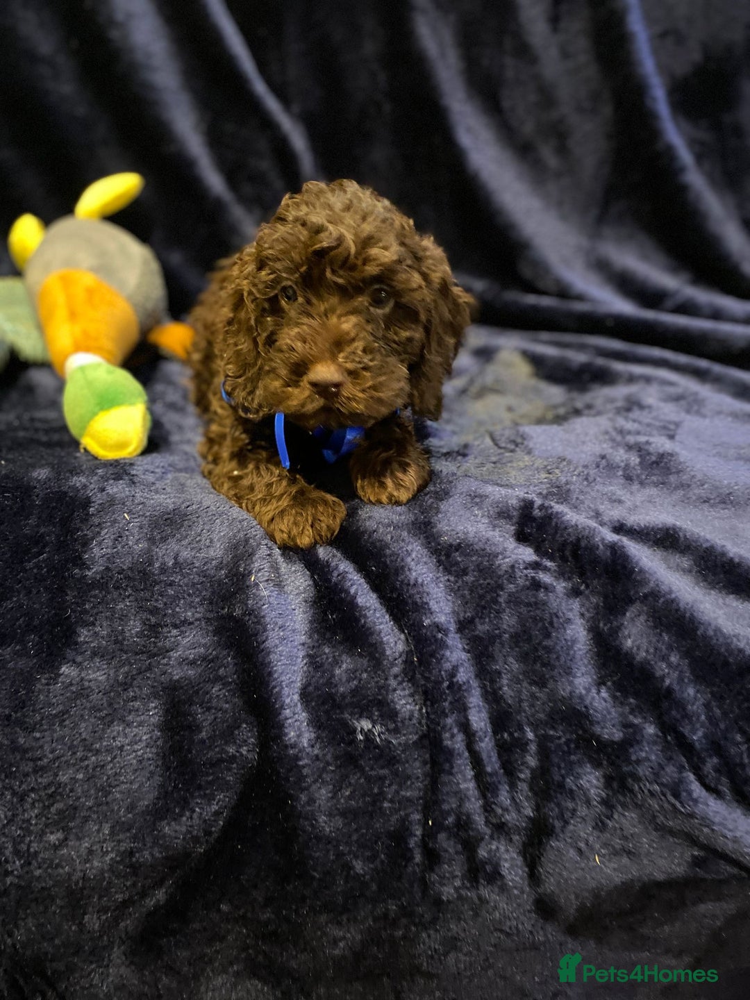 Cockapoo dogs for sale: Chocolate Cockapoo Puppies for Sale - Image 9
