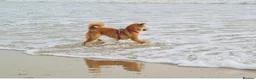 Japanese Shiba Inu dogs for sale: Beautiful Shiba Inu, 4-Year-Old Female  - Advert 7