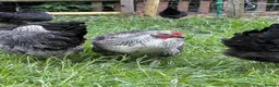 Chickens poultry for sale: Point of lay hens  silver sussex - Advert 5