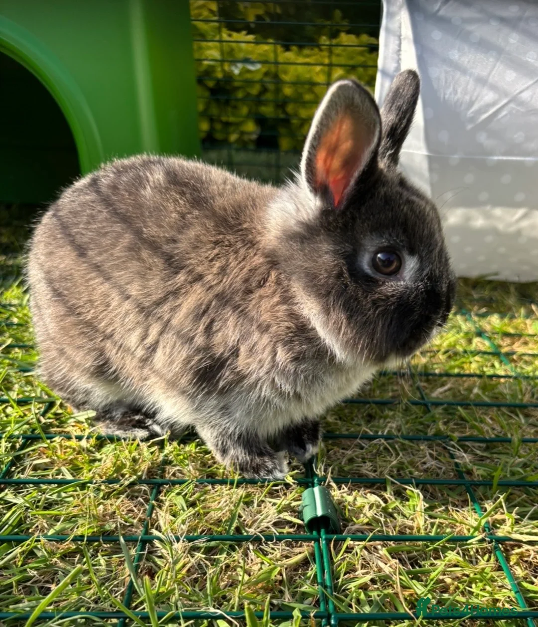 Netherland Dwarf rabbits for sale: Pip and Tink- bonded pair - Advert 8