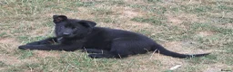 German Shepherd dogs for sale: German Shepherd Puppies - Advert 6