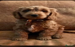 Cocker Spaniel dogs for sale: Ready today KC Show Winning Breeding - Image 9
