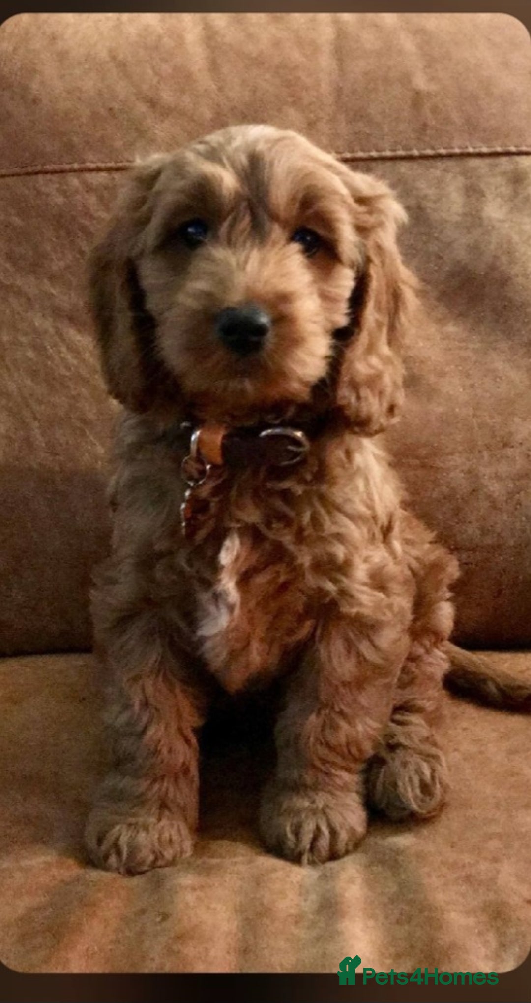Cocker Spaniel dogs for sale: Ready today KC Show Winning Breeding - Image 9