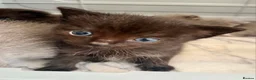 Ragdoll cats for sale: 1 Already reserved Fluffy Ragdoll Cross Kittens  - Advert 28