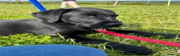 Labrador Retriever dogs for sale: Beautiful Labrador puppies in Bideford - Advert 7