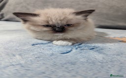 Ragdoll cats for sale: Fluffy Ragdolls - Image 5