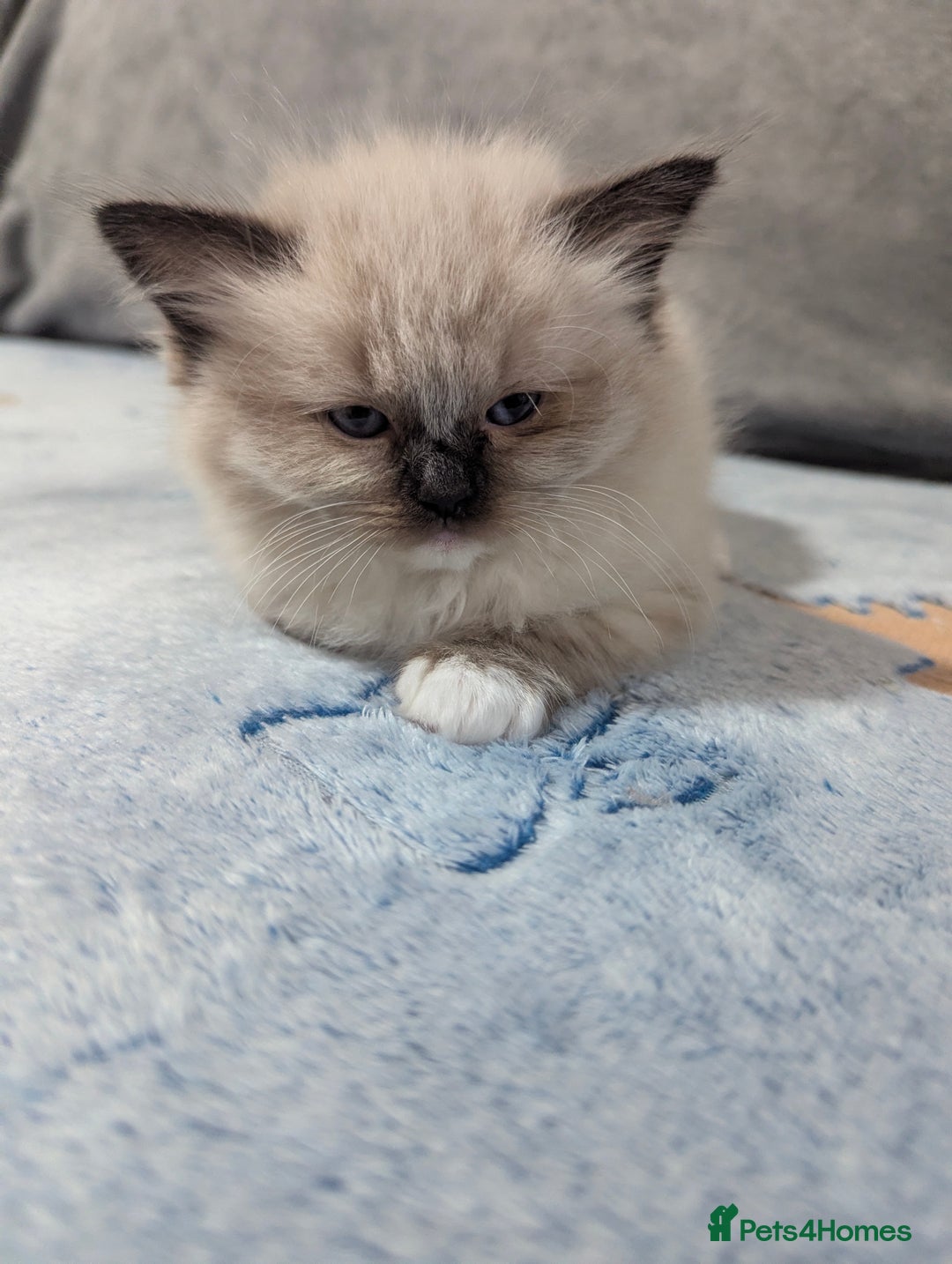 Ragdoll cats for sale: Fluffy Ragdolls - Image 5