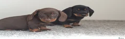 Miniature Dachshund dogs for sale: KC registered Miniature Wire haired Dachshund Boy  - Advert 4