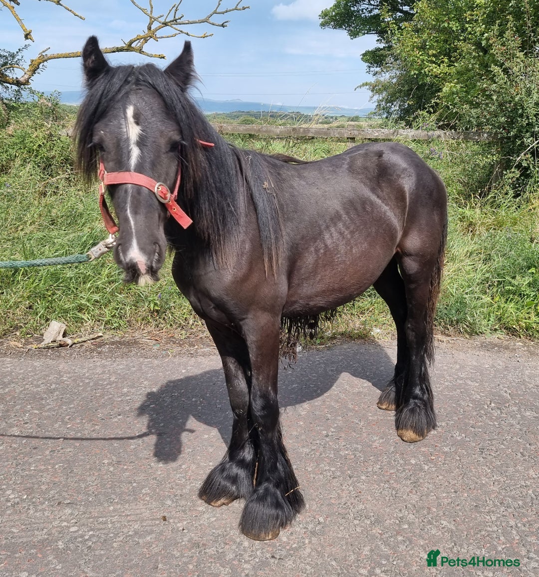 Irish Cob horses for sale: Cob yearling Gelding to make 14.3hh - Image 3