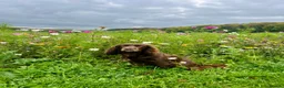 Cocker Spaniel dogs for sale: Liver Working Cocker Spaniel Dog Puppy Available in Dorchester - Advert 6