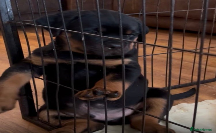 Rottweiler dogs - Advert 2