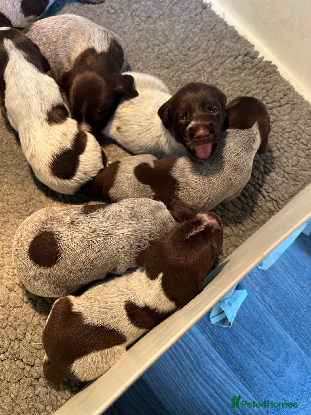 German Wirehaired Pointer dogs for sale: German wire-haired pointers   - Image 3
