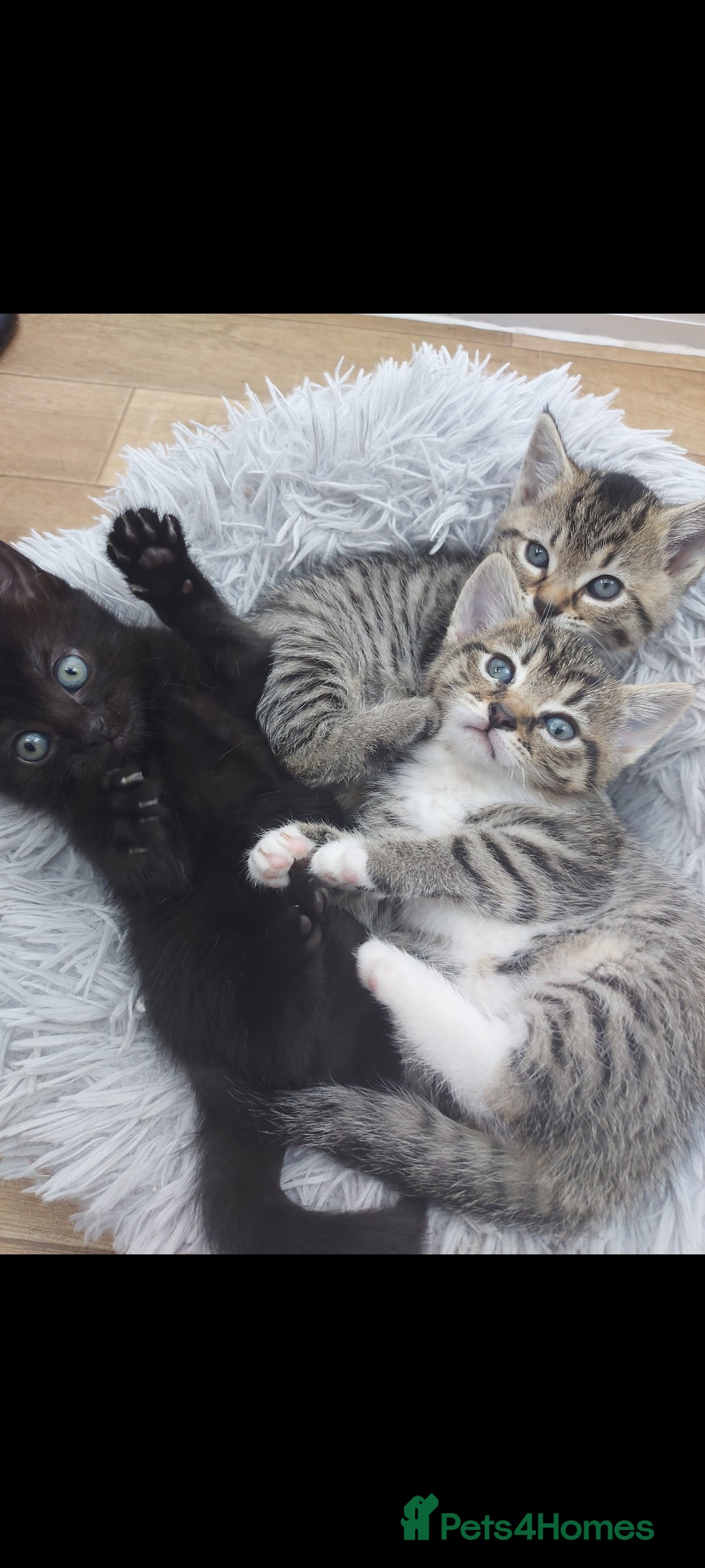 Mixed Breed cats for sale: Beautiful kittens 🥰 - Advert 1