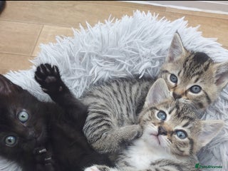 Mixed Breed cats Beautiful kittens 🥰 - Advert 1