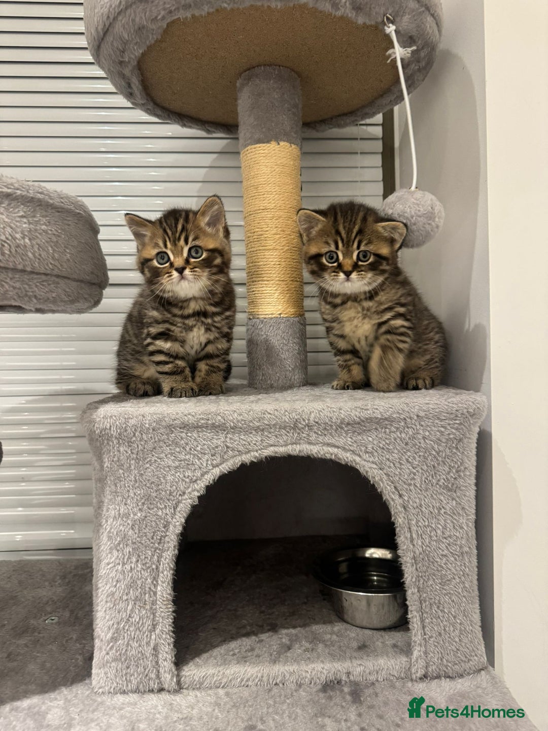 British Shorthair cats for sale: Adorable British Shorthair Male Kittens for Sale. - Advert 19