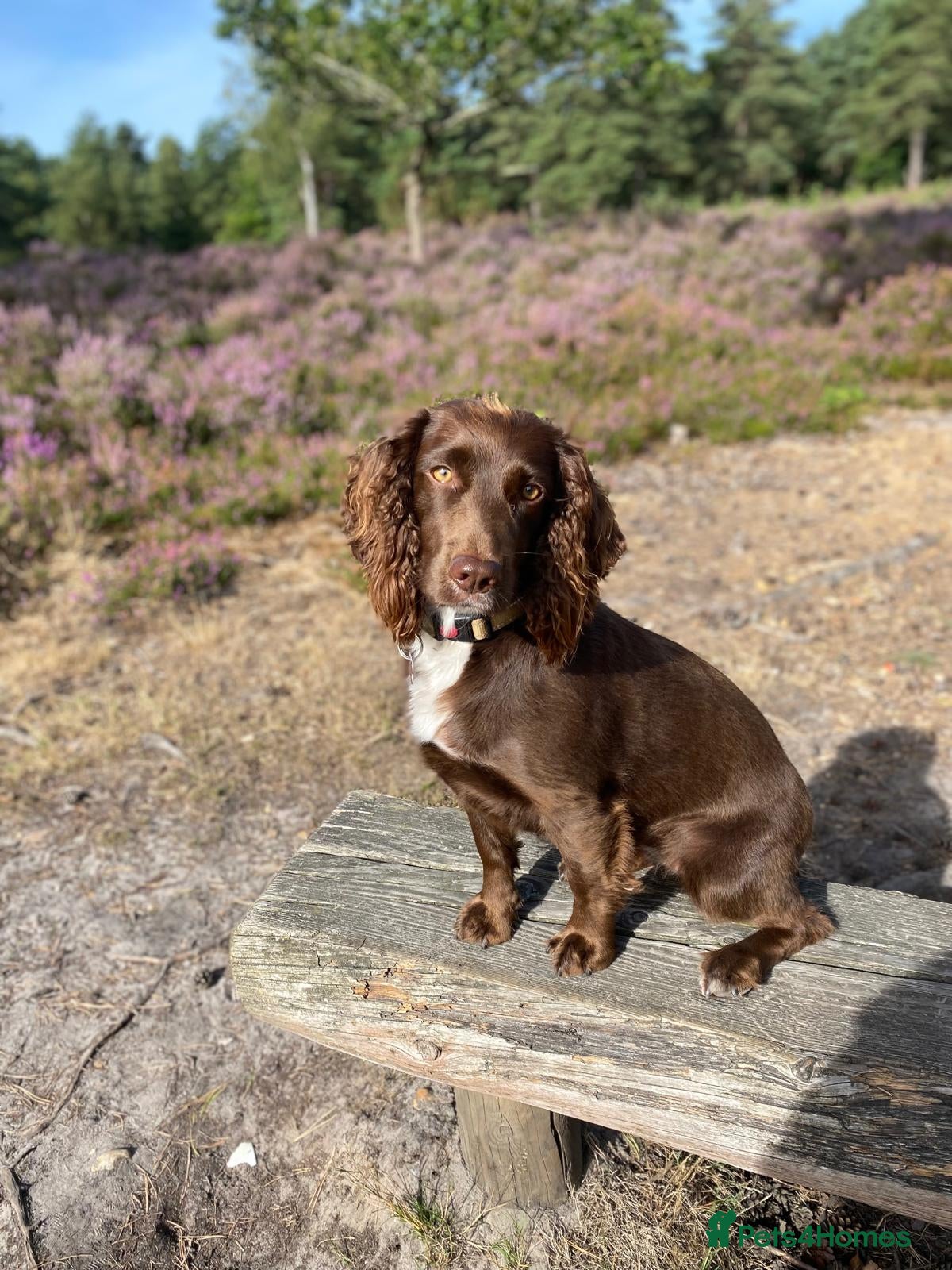 Sprocker dogs Working Cocker Spaniel pups 3/4 Cocker1/4 Sprocker - Advert 5