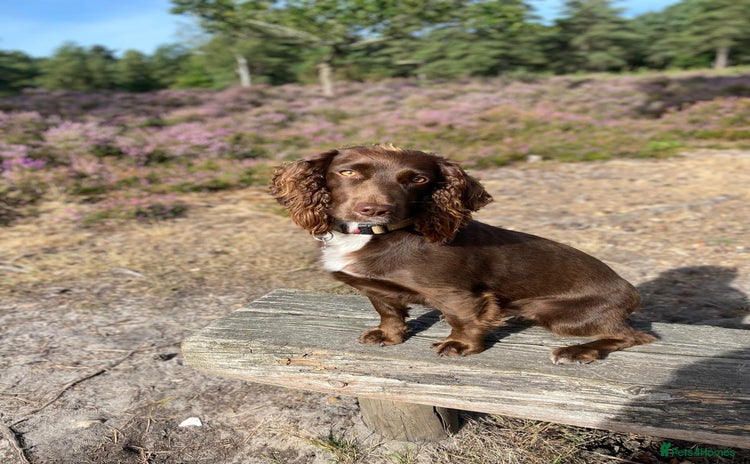 Sprocker dogs Working Cocker Spaniel pups 3/4 Cocker1/4 Sprocker - Advert 1