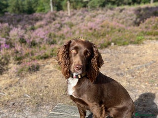 Sprocker dogs Working Cocker Spaniel pups 3/4 Cocker1/4 Sprocker - Advert 3